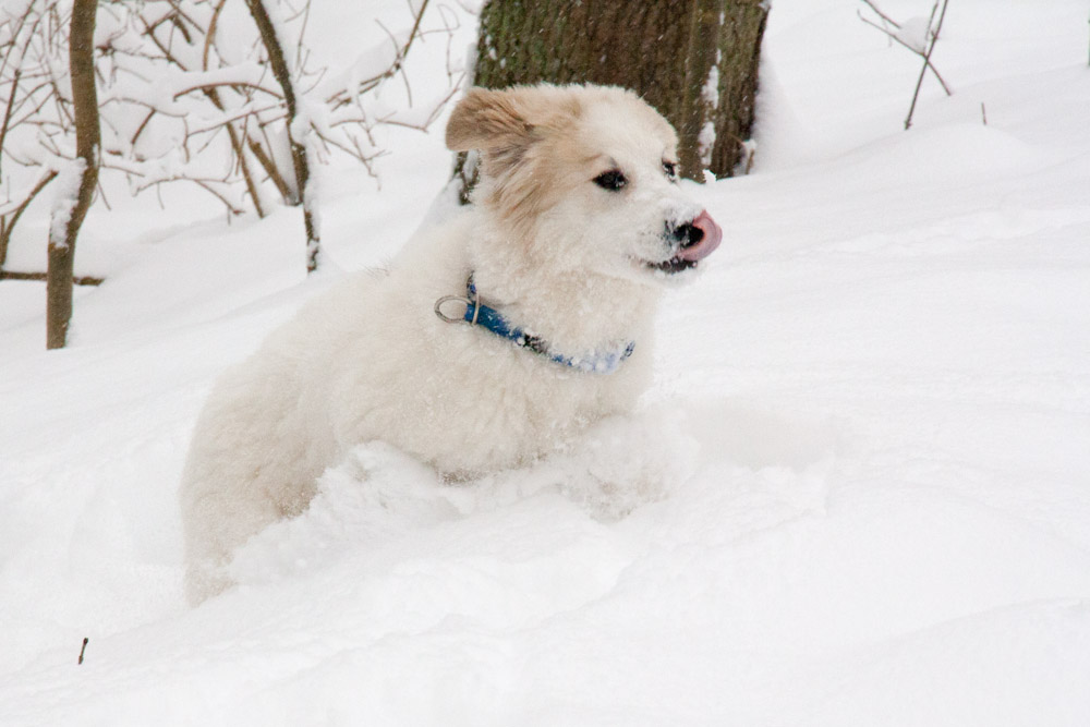 Pyrenäenberghund - Neuschnee Ende Februar 2013
