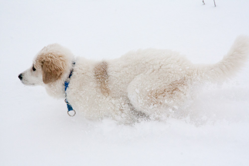 Pyrenäenberghund - Neuschnee Ende Februar 2013