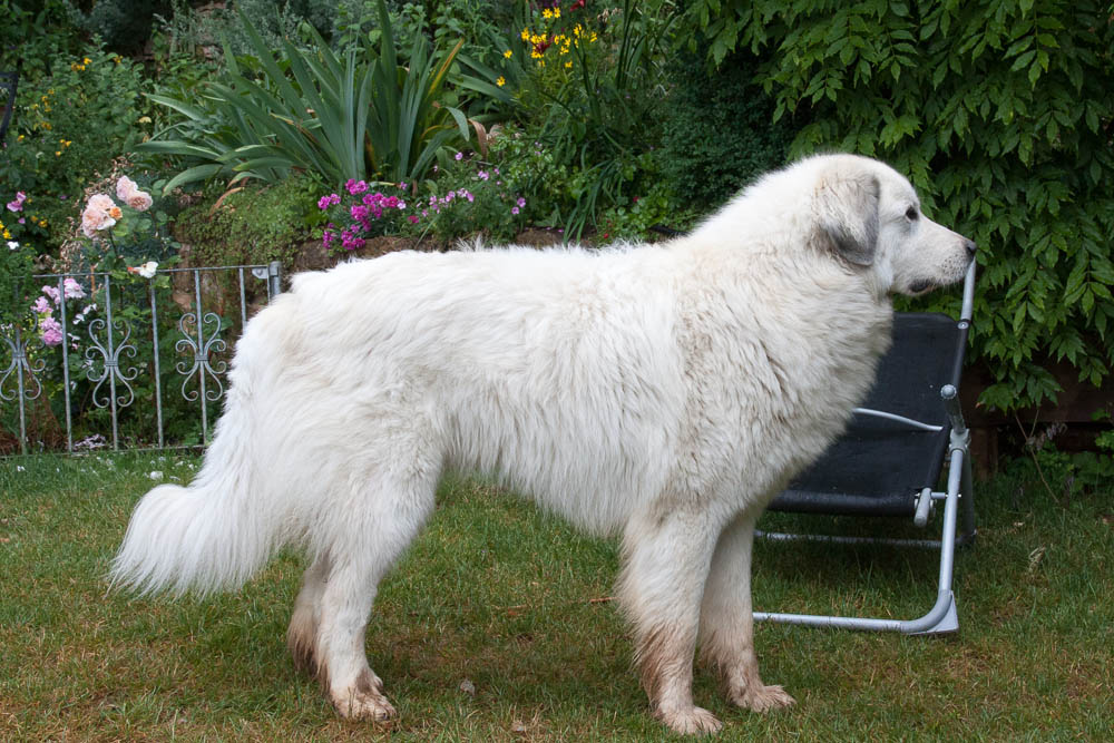 Pyrenäenberghund - Besuch von Cécile Juni 2014 - Gruppenbild