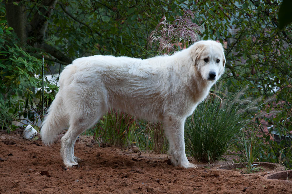 Pyrenäenberghund - Besuch von Balou September 2014