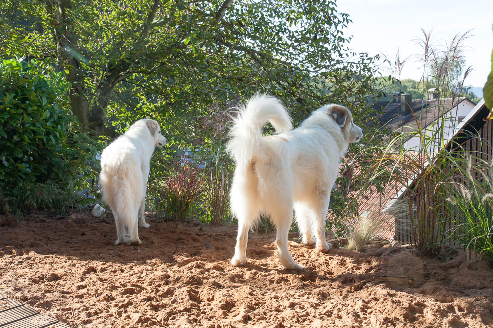 Pyrenäenberghund - Besuch von Balou September 2014 - Gruppenbild