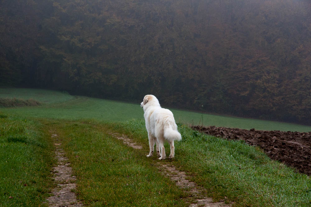 Pyrenäenberghund - Sonntagsspaziergänge