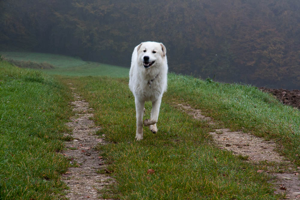 Pyrenäenberghund - Sonntagsspaziergänge
