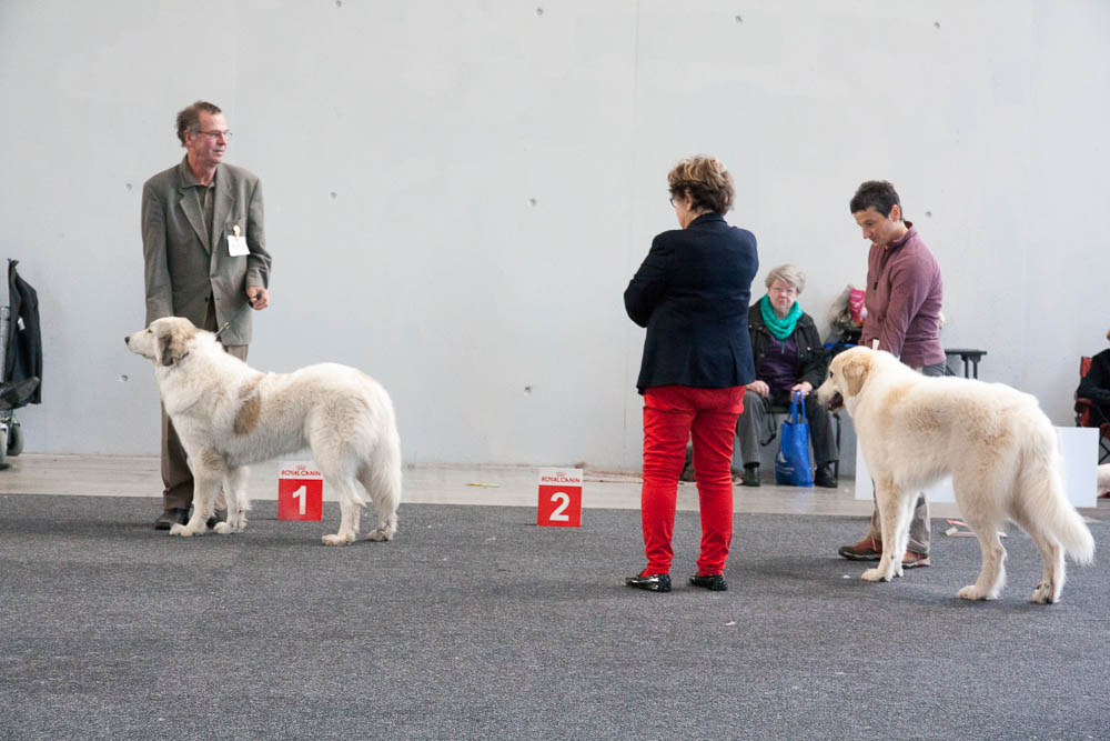 Pyrenäenberghund - Ausstellung in Karlsruhe 08./09. November 2014