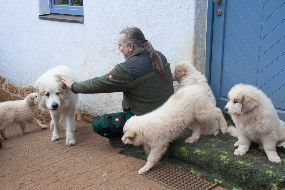 Pyrenäenberghund - Besuch von Papa Balou 26. März 2018 - Gruppenbild