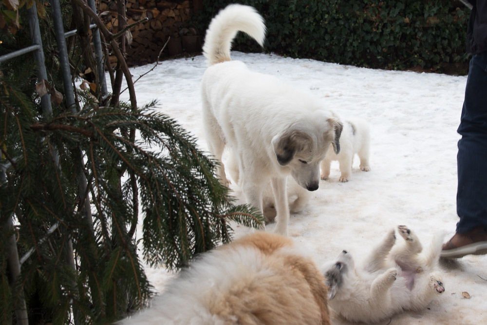 Pyrenäenberghund - 27. Januar 2019 Besuch von Pyrenäenberghund Tante Yuki (Dianne) - Gruppenbild