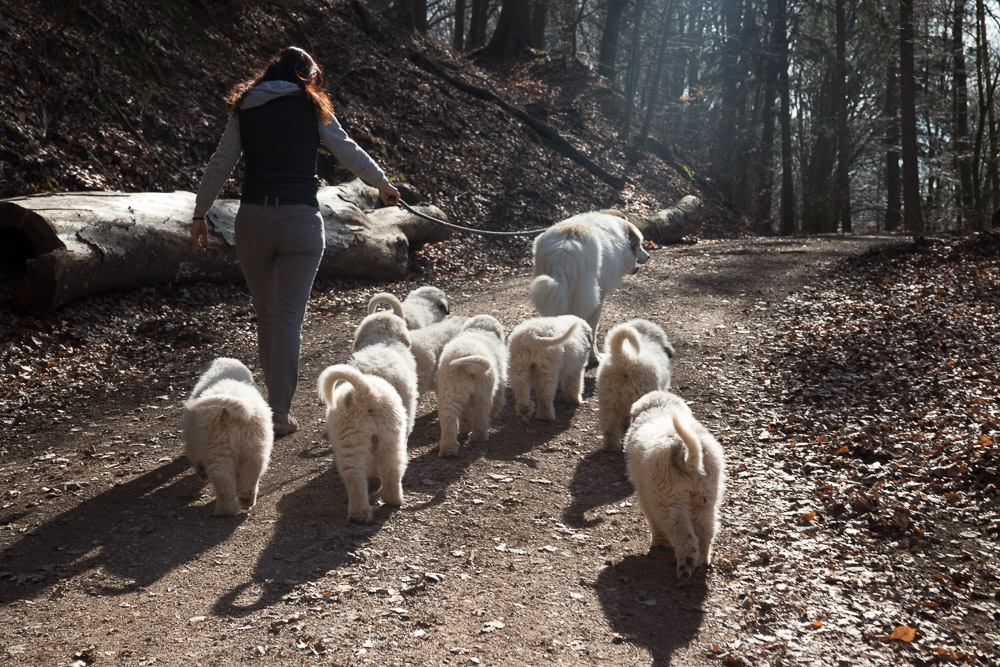Pyrenäenberghund - 25. Februar 2019 Besuch von Pyrenäenberghund Opa Balou - Gruppenbild