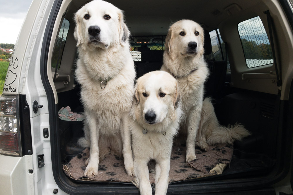 Pyrenäenberghund - 30.09 bis 15.10.2019 - Emile macht Urlaub bei uns - Gruppenbild