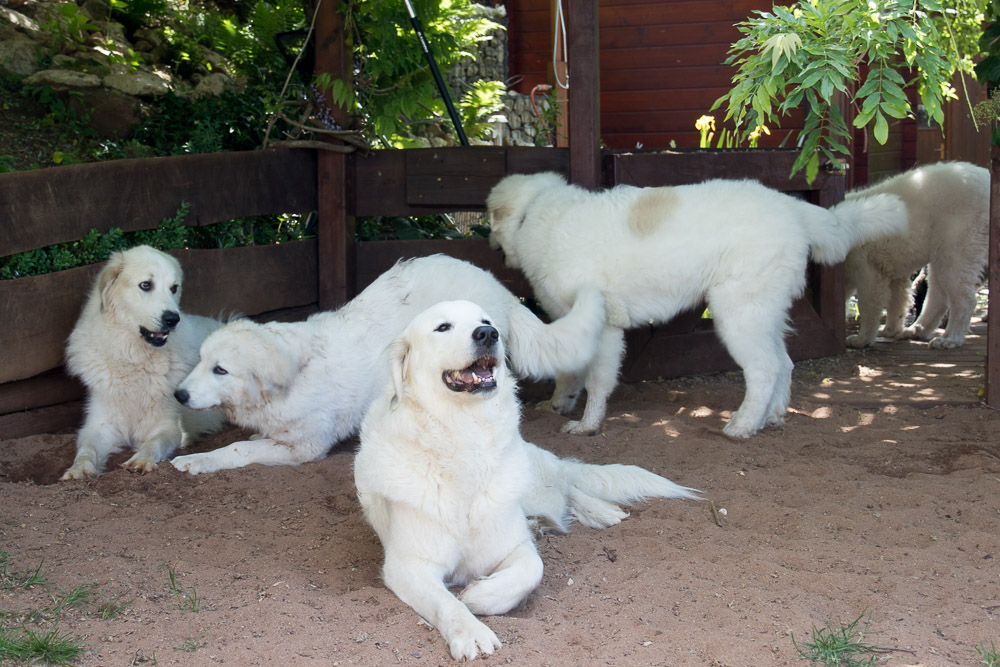 Pyrenäenberghund - 02. Juni 2019 Hundetreffen mit vier F‘s