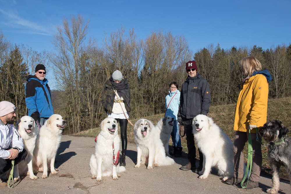 Pyrenäenberghund - 29. Dezember 2019 - Jahresabschlussspaziergang - Gruppenbild