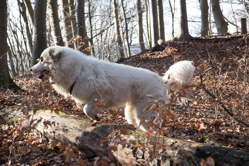 Pyrenäenberghund - 13. - 18. Februar 2022 - Besuch von Gaspard - Gruppenbild