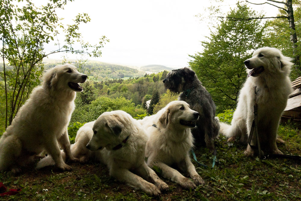 Pyrenäenberghund - 18. Mai 2021 - Besuch von Fuchur und Sam - Gruppenbild