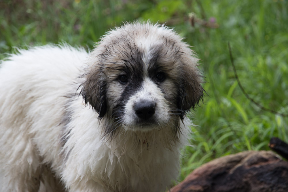 Pyrenäenberghund - 20.-22. Mai 2022 - Zu Besuch bei Faina