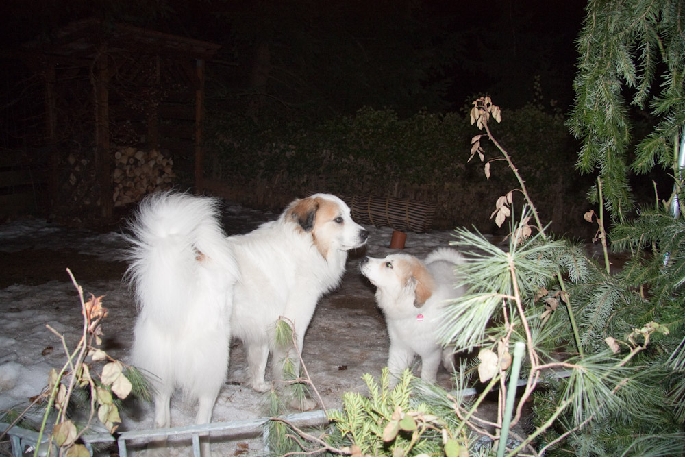 Pyrenäenberghund - Körung Balou Februar 2010 - Balou mit Cyrano - noch etwas reserviert