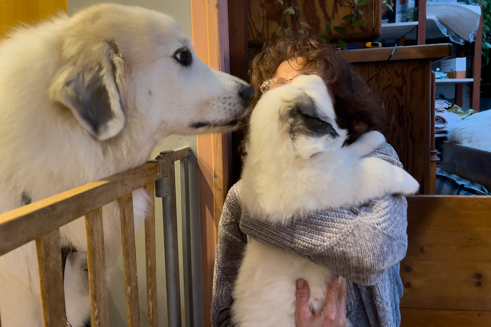 Pyrenäenberghund - 25. November 2023 - Besuch von Estelle und Eric