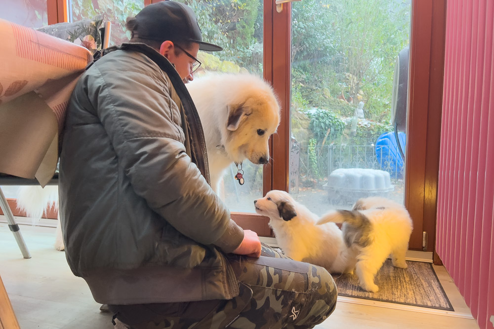 Pyrenäenberghund -25. November 2023 - Besuch von Estelle und Eric