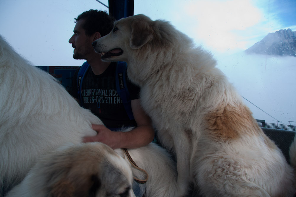 Pyrenäenberghund - Zu Besuch bei Balou - August 2010 - Ariadne genießt den Ausblick