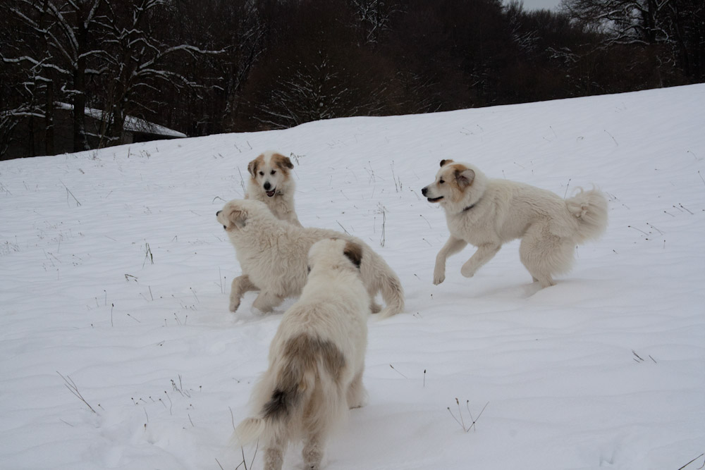 Pyrenäenberghund - Welpenspaziergang Dezember 2010 - Die drei Geschwister ...