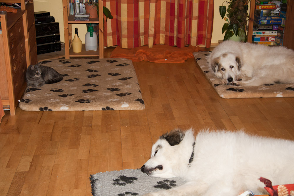 Pyrenäenberghund - Besuch von Benoit alias Diego - Januar 2011 - Katzen ... kein Problem